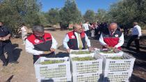Türkiye’de Zeytin Sezonu Ayvalık’tan Başladı: Hedef 500 Bin Ton Üretim, 1 Milyar Dolar İhracat.